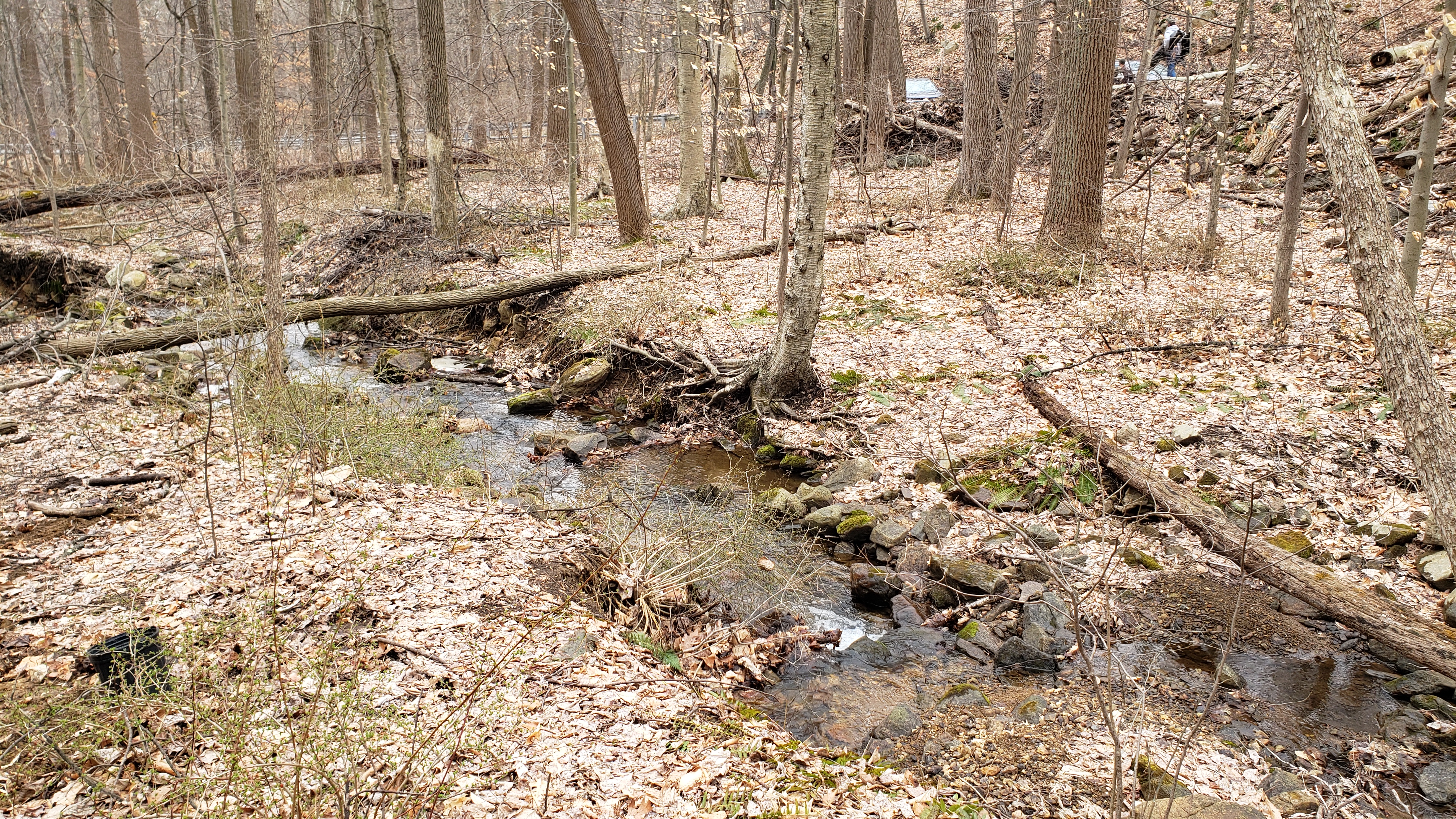 Brass Castle Creek segment close to where tree replanting took place