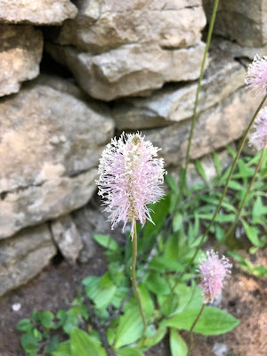 [Plantaginaceae] Plantago media – Hoary Plantain (Piantaggine media).