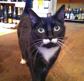 Funny cats - part 96 (40 pics + 10 gifs), cat pictures, cat with mustache
