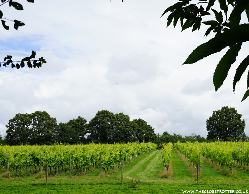 The Forty Hall Vineyard