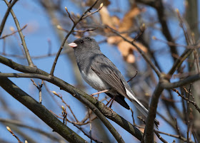 Dark-eyed Junco (Slate-coloured) - Grayling, Michigan, USA