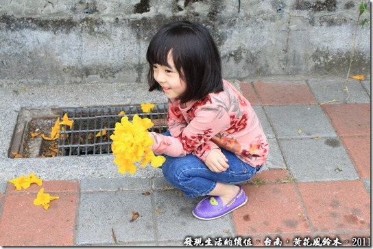 黃花風鈴木13