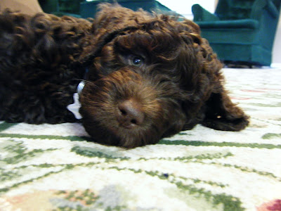 closeup of Alfie's face as an 8-wk-old puppy; he's lying down with his head on the rug