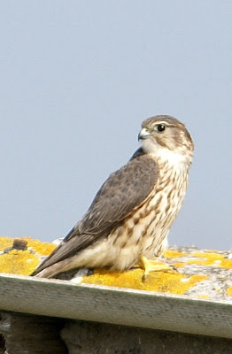 Smelleken - Stienfalk - Falco columbarius