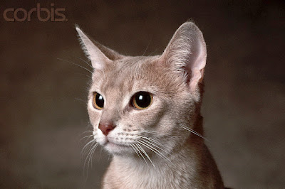 Fawn Abyssinian Cat