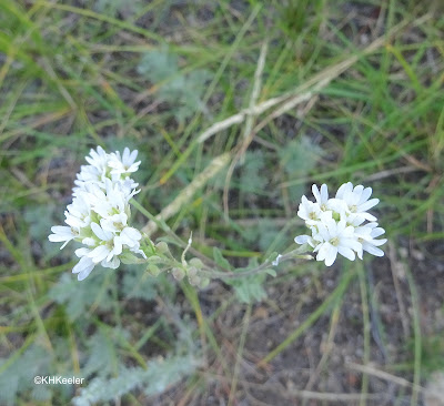 starwort, Pseudostellaria