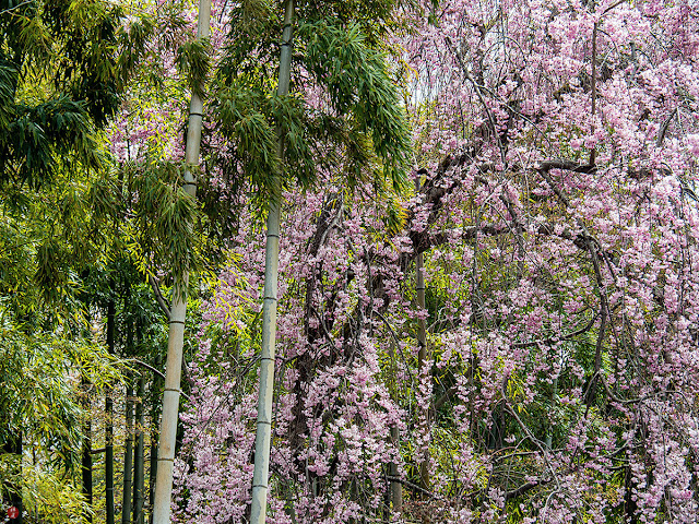 Bamboo and Ito-zakura (Prunus pendula Maxim.): Tenryu-ji temple (kyoto)