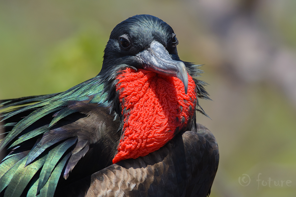 Keiser-fregattlind, Fregata magnificens rothschildi, Magnificent Frigatebird, Frigate Bird