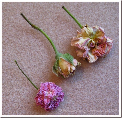 08-20-roses