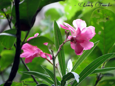 Oleander, Korobi, Nerium oleander