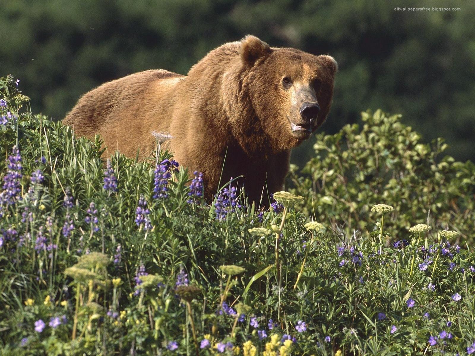 Best Hd Wallpapers collection 60 Amazing Wildlife  