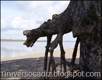 Rio San Pedro 33