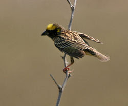 Foto Burung Manyar