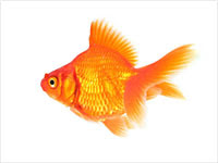 オレンジ色の金魚