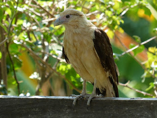 Caracara à tête jaune - Milvago chimachima