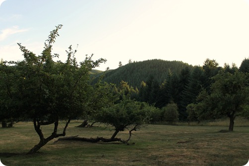 IMG_1246 IMG_1246