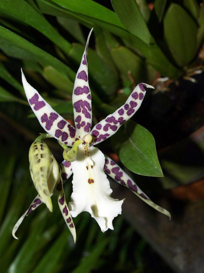 Orchid Hybrid Oncidium