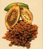 cacao