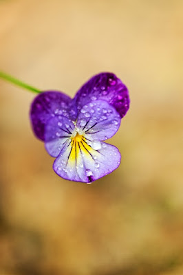 Medicinal Use of the Johnny Jump Up Flower