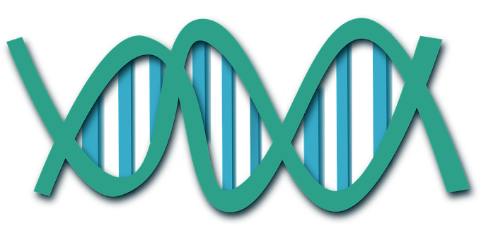 Biologie Moléculaire la Réplication 