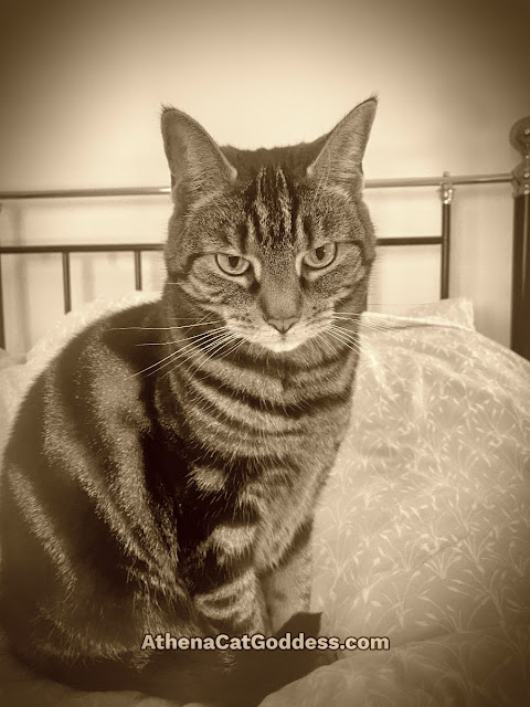 tabby cat sitting on the bed