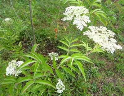 young elder bush in flower