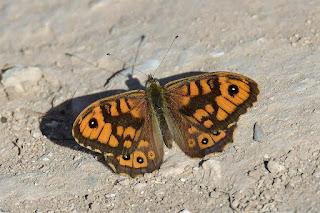 mariposa-saltacercas-lasiommata-megera-macho-