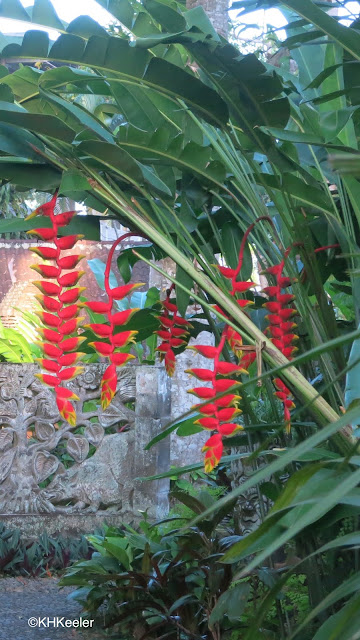 heliconias