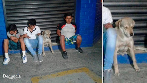 Policias detienen a tres hombres y un perro  cuando intentaban robar una tienda