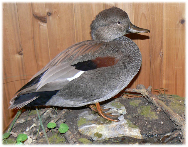 Taxidermy Bird Mounts