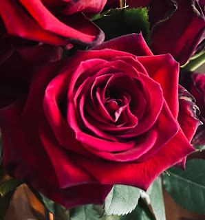 A close up of a rose