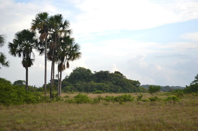 Guyane, Kourou, CSG, centre spatial Guyanais, CNES, savane, nature, singe, perroquet, visite.