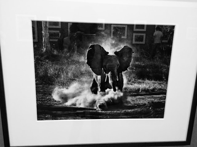 'GÉNESIS' BY SEBASTIÃO SALGADO | A NATUREZA 'AS IS'