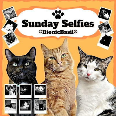 The B Team Sunday Selfies ©BionicBasil® Banner