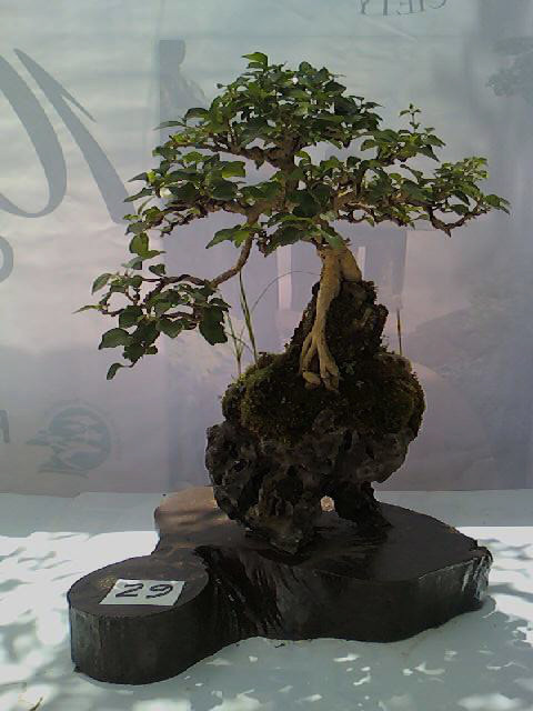 Inspirasi Gambar Bonsai Pohon Wareng