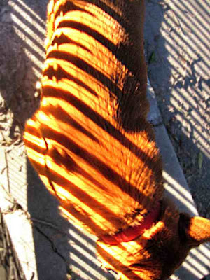 Our striped tiger - (c) David Ocker