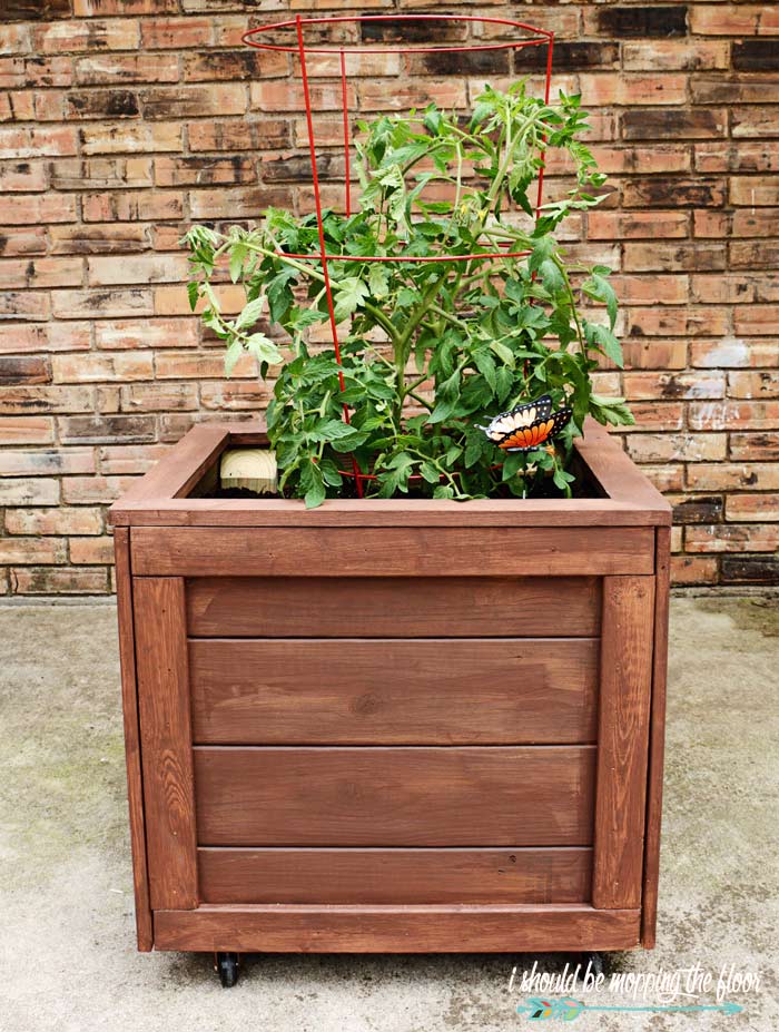 Tomato Planter