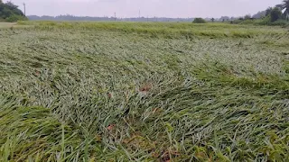 cyclone dena effects on farmers paddy field