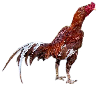 Central Ayam  Jenis Ayam  Hias Peliharaan