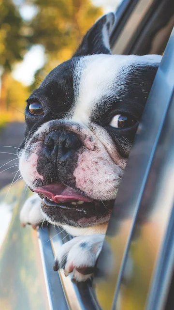 Papel de Parede Cachorrinho Fofo