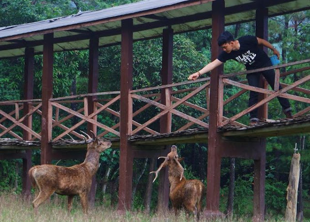 Penangkaran rusa kota bogor