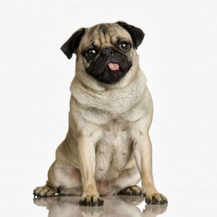 Cute Pug Dog