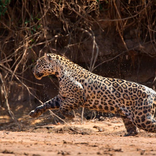 Honestidad matriz Enseñando National Parks of Paraguay: Jaguares y pumas: ¿una amenaza para las  personas?