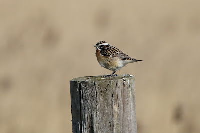 Paapke - Paapje - Saxicola rubetra