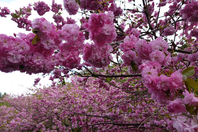 鳥取県西伯郡伯耆町小林 マウンテンストリームきしもと ヤエザクラ（八重桜）