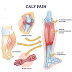 Calf Muscle Pain: Causes, Symptoms, Treatment, and Prevention