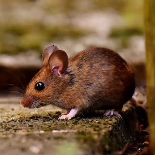 https://www.stampedepestcontrol.com/pest-control/rodent-and-mouse-control/