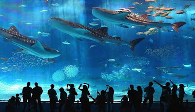 Lisbon Oceanarium