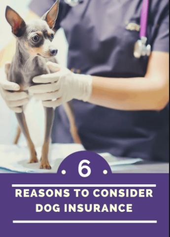 6 Reasons Why You Should Buy Pet Insurance