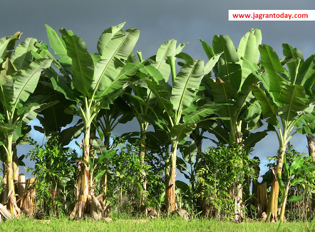 Which Plant should Plant and Which Not